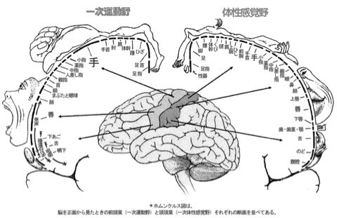 脳の図解