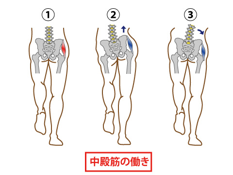 中殿筋