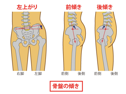 骨盤周り