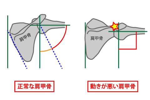 肩甲骨