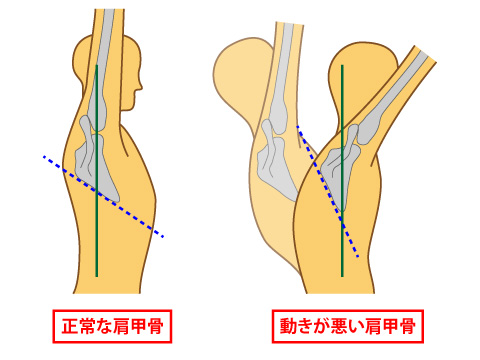 肩甲骨