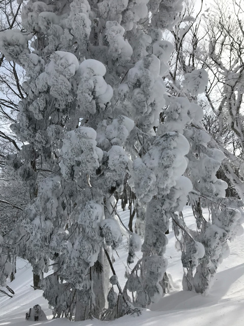 樹氷